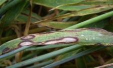 Arsura frunzelor de orz Arsura frunzelor de orz